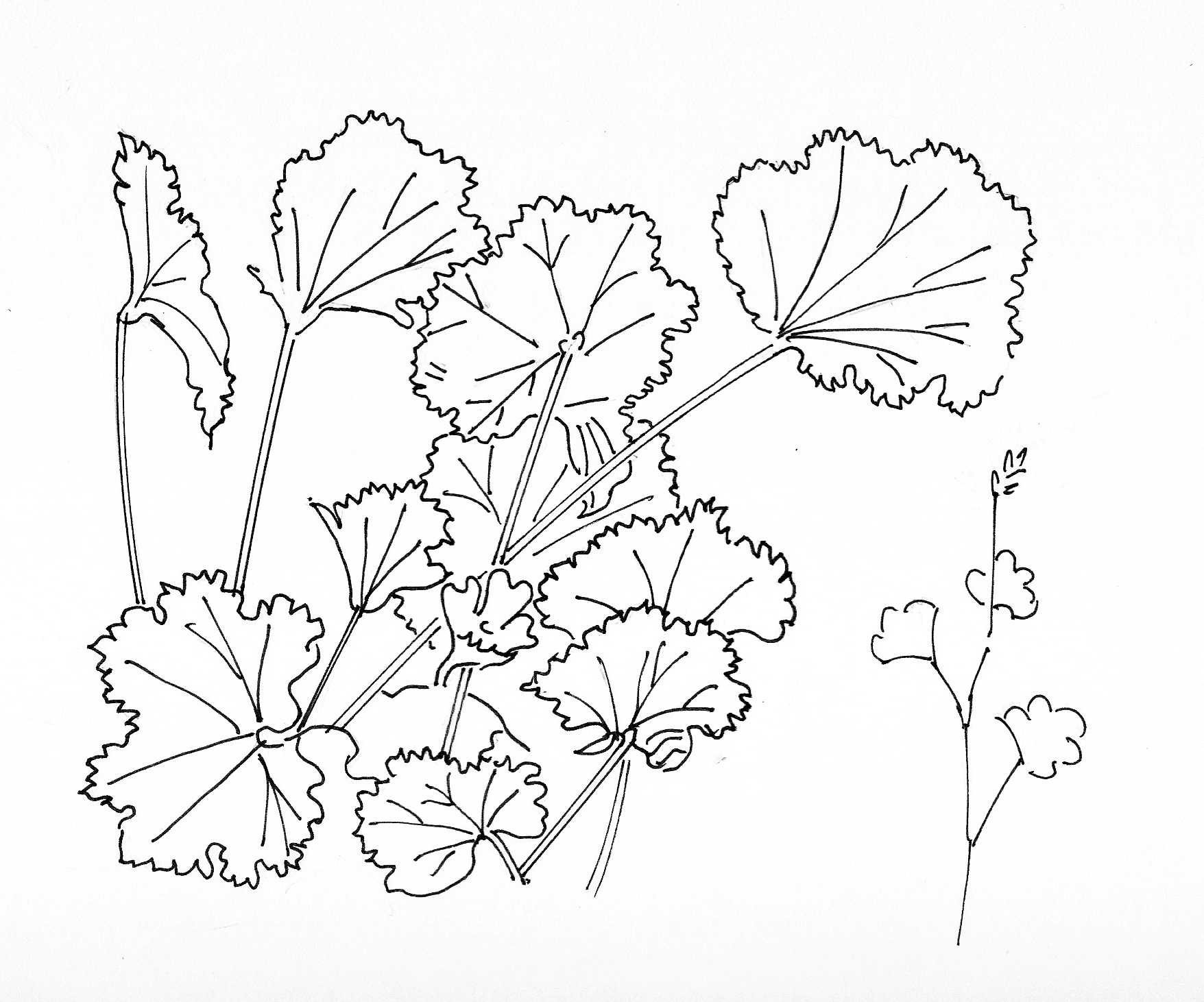 MALVA SYLVESTRIS L. - malva selvatica